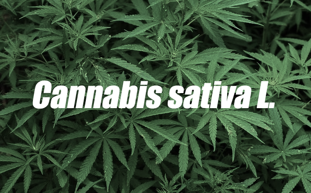 走红国外的大麻护肤品,适合国内市场吗?