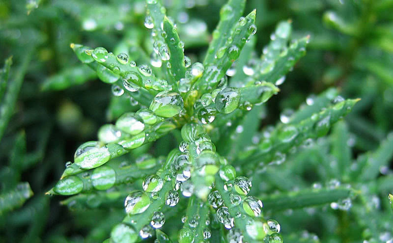植物防腐剂疑似含有氰化物事件后续来了 这些品牌公布检测结果