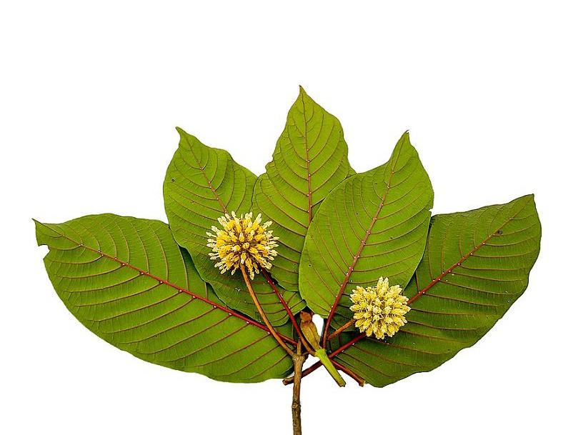 KRATOM(卡痛叶) 是新的 CBD 吗?泰国合法化后销售繁荣