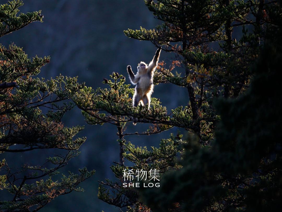 践行ESG理念:稀物集与珍稀的公益之路